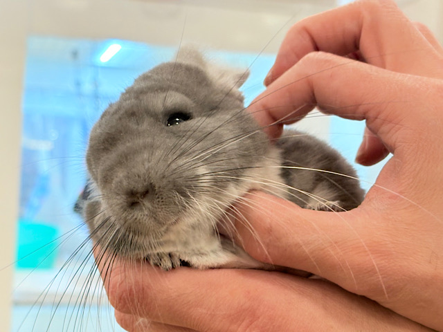 【最新画像・動画更新🪄】抱っこなでなでOK🙆‍♀️可愛さと美しさW盛り🐭💖チンチラ(バイオレット) 女の子