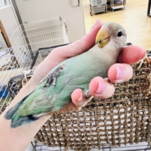最新画像更新✨💚激甘🎶小桜インコのシーグリーンだよ！