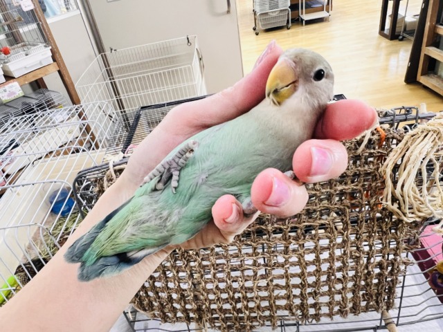 最新画像更新✨💚激甘🎶小桜インコのシーグリーンだよ！