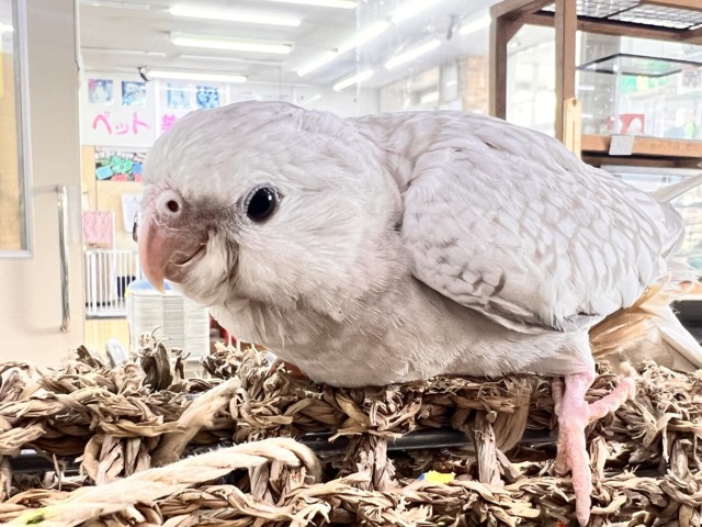 画像更新✨人大好き💗繊細なパール模様のオカメインコ（ホワイトフェイスシナモンパール）