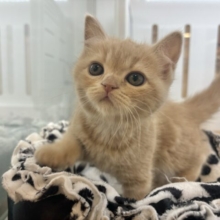 甘えたい！が止まらない♡アメリカンショートヘアちゃん！