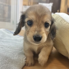 短いあんよで迎え行くね♡ミニチュアダックスくん！