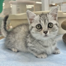 愛嬌たっぷりをお届け♥マンチカンちゃん！