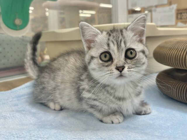 愛嬌たっぷりをお届け♥マンチカンちゃん！