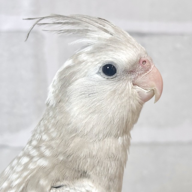 オカメインコ ホワイトフェイスシナモンパール 🤎🫧‪𓈒𓏸︎︎︎︎✨.ﾟ･