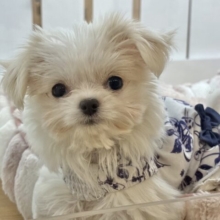 超ホヤホヤ最新画像✨たくさんペロペロするけど許してねっ♥チワマルちゃん！