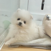 僕の可愛さにやられても知らないよっ♡ポメラニアンくん！