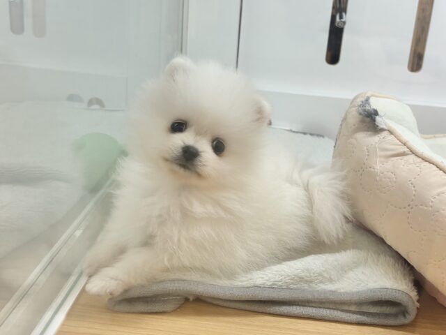 僕の可愛さにやられても知らないよっ♡ポメラニアンくん！