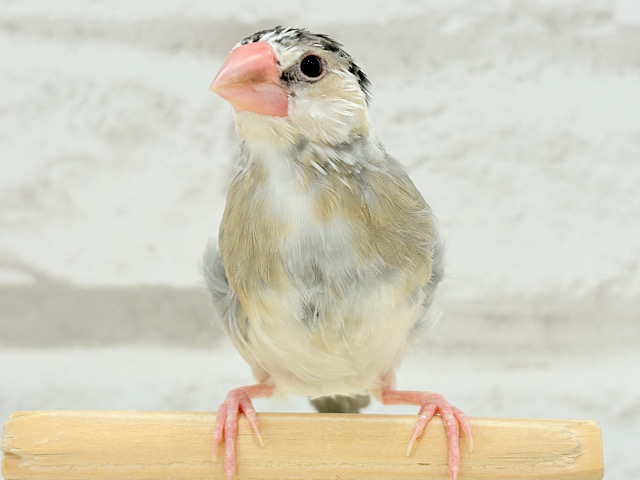 【最新画像更新🪄もうすぐひとり餌‪☆】表情豊かなヒナヒナちゃん♡桜文鳥 ヒナ