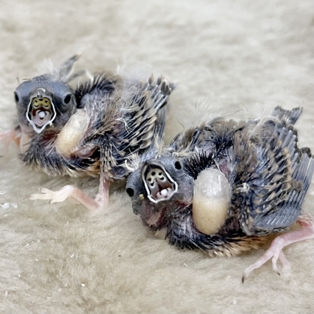 ぱやぱや〜🐣💓　キンカチョウ（ノーマル）