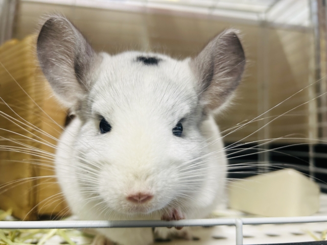 おでこの模様がチャームポイント💗💗💗　チンチラ（パイド）