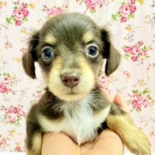 ハーフ犬（チワワ×ダックス）女の子♪あま〜い🍫お転婆ちゃんがやって来た！