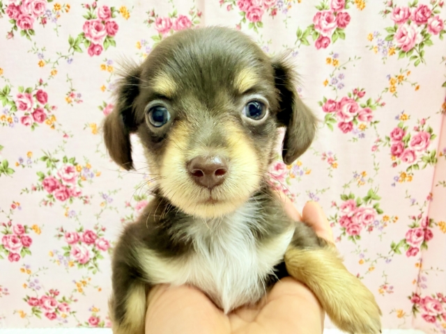 ハーフ犬（チワワ×ダックス）女の子♪あま〜い🍫お転婆ちゃんがやって来た！