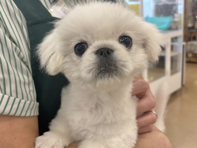 超ホヤホヤ最新画像✨ドタバタ〜走るよ〜オイラが〜🎶ペキニーズくん！