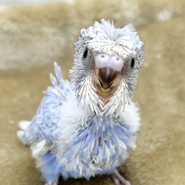 自慢の前髪育ててます💇✨　梵天セキセイインコ（ブルースパングル）