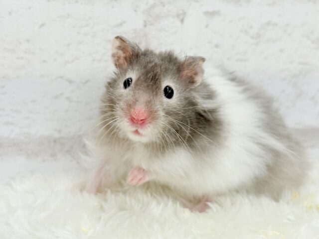 【最新画像更新🪄】土浴び大好き♡食いしん坊♡セーブルハムスター(男の子)