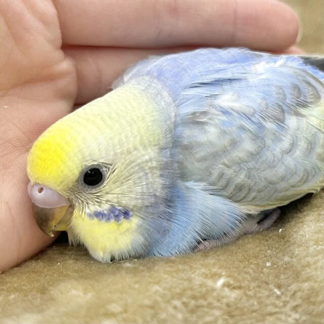 かわかわレインボー💕🌈　セキセイインコ（パステルレインボー）