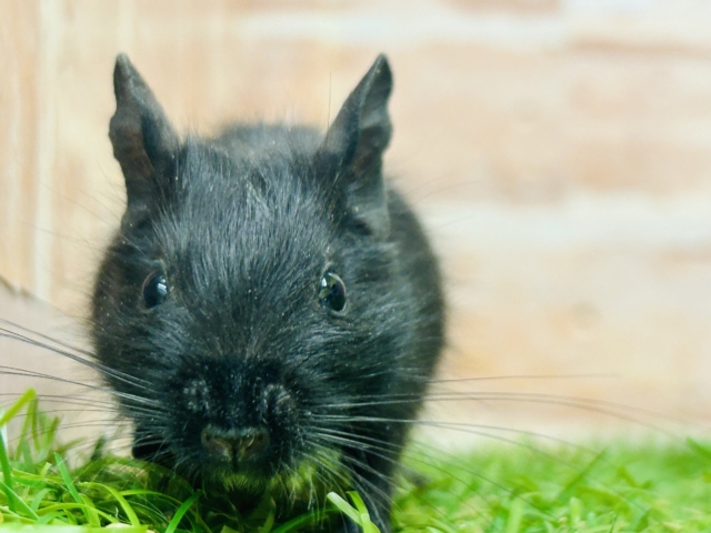 真っ黒デグーちゃんがやってきましたよ〜！🖤🖤🖤