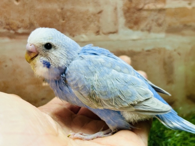 ブルースパングルカラーのセキセイちゃんがやってきましたよ～💙💙💙　セキセイインコ