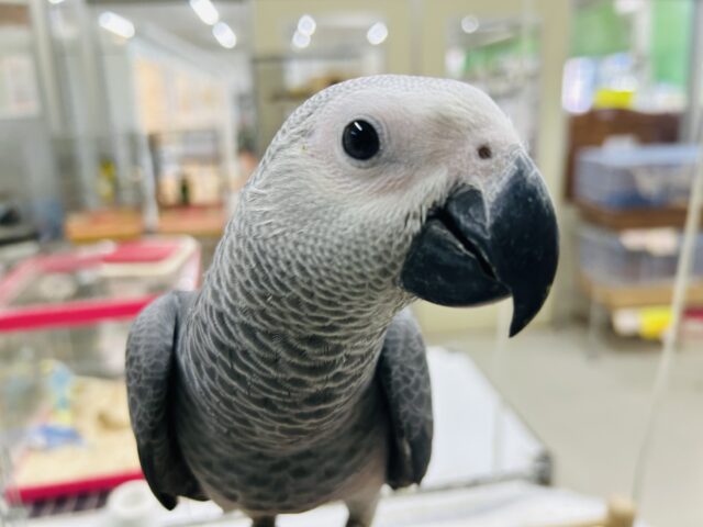 ヨウムさんの登場です！！！🔥🔥🔥🔥