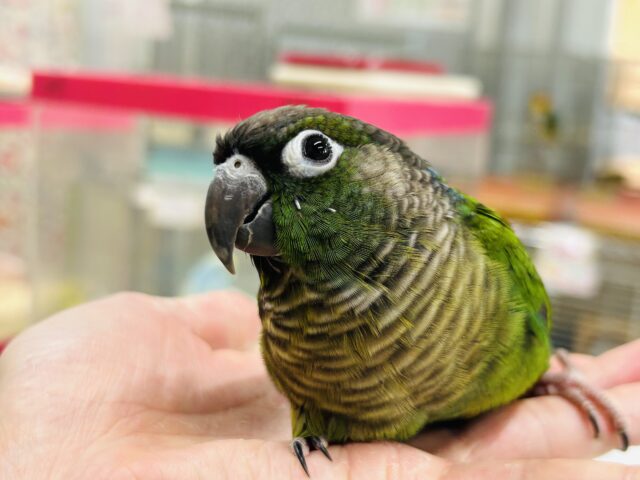 ウロコインコさんがやってきましたよ～💚💚💚　（ノーマル）