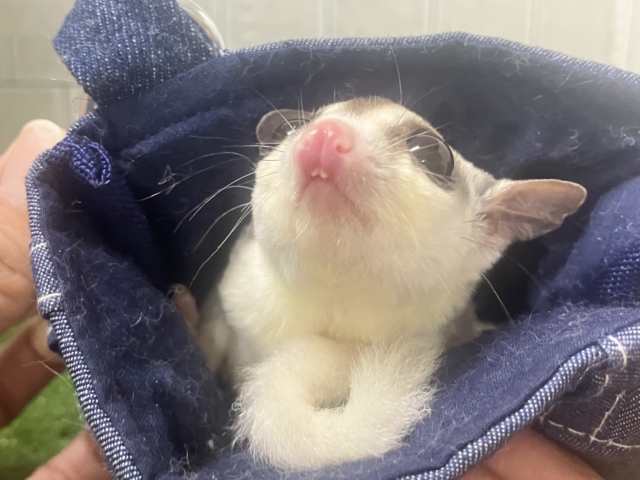 ✨最新画像✨モチモチイケメン🥹💖フクロモモンガ（モザイク ヘテロ リューシ）男の子　2022年2月生まれ