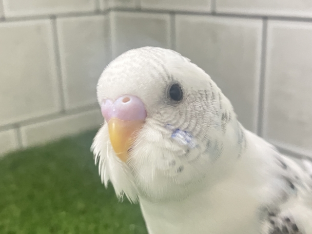 3色信号❕好き？超好き！もっと好きー！🖤🩶‎🤍セキセイインコ(白ハルクイン/2026年1月生まれ)