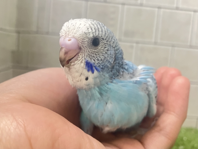 =͟͟͞͞‪( ˙꒳​˙)ｻｯ❕空翔けるは流星の如く！💫∗*ﾟセキセイインコ(ブルーオパーリン/2026年1月生まれ)