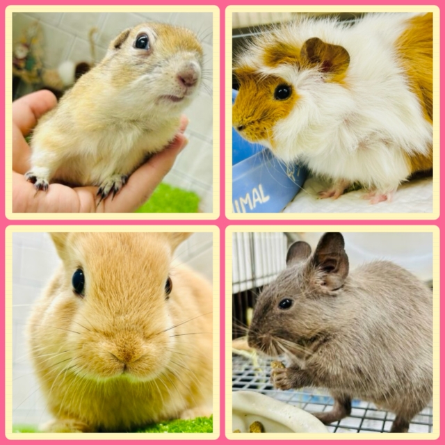 ラブラブぅ〜草食動物Loveカーニバル🏮👘✨