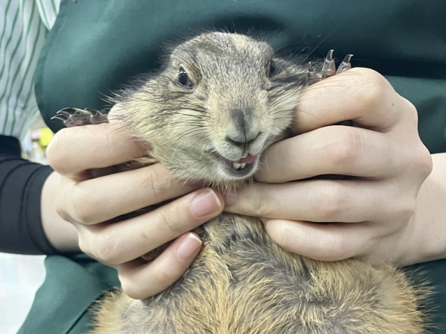 ✨最新画像✨激アマの坂本❕背伸びでキュイー‼️‪🫶　プレリードック