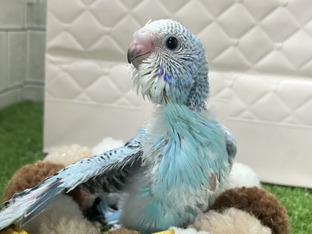 空に奏でて🫧️️️️️️⛅️煌めくICY🍨🥄♬⋆.˚セキセイインコ(ブルーオパーリン/2026年1月生まれ)