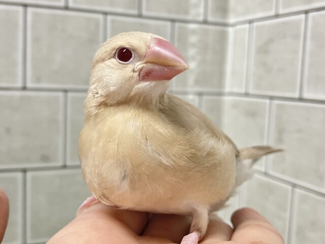 ✨最新画像✨あっちにこっちに🛣くるくるマイタケ🍄✧*｡シナモン文鳥(2026年1月生まれ)