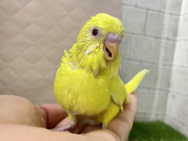 ✨最新画像✨ぴっかりん✨(＾ω＾)ニワ…ﾋﾟﾖﾘﾝひよこっち🐣‪🫧 ͛.*セキセイインコ(ルチノー/2026年1月生まれ)