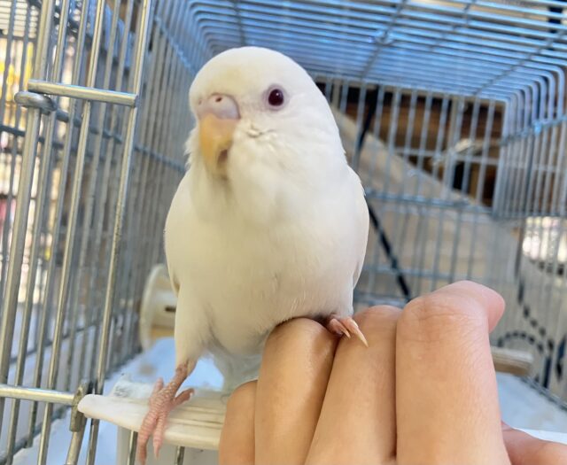 ✨最新画像✨はぴはぴめろりん❕雪見ちゃん⛄️🍨🤍セキセイインコ(アルビノ/2026年1月生まれ)