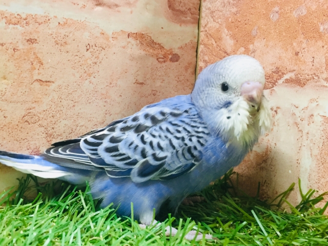 鮮やかなブルーカラー💙💙　セキセイインコ（オパーリン）