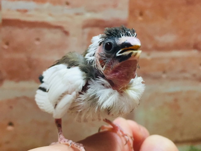 ①かわいい十姉妹ちゃんがやってきましたよ～！！🔥🔥　