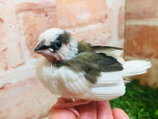 ②愛嬌たっぷり💗💗　十姉妹ちゃんがやってきましたよ～！！　