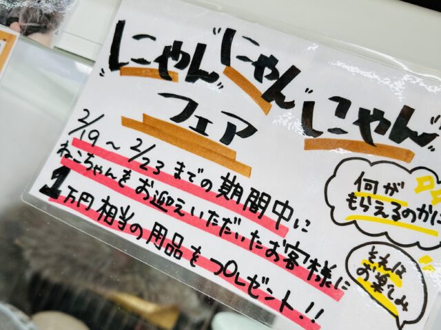 来る！猫の日🐱🐱🐱にゃんにゃんフェア🐱🐱🐱