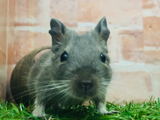 淡いカラーが魅力的🎵🎵🎵　デグー(ブルー)