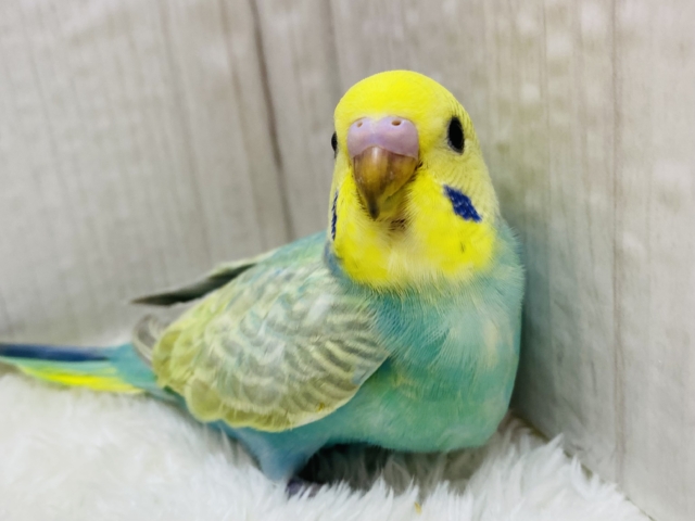 きらきらエメラルドグリーン💎✨セキセイインコのパステルカラーレインボー！！