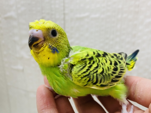 控えめカッパさん🥒💕個性輝くセキセイインコのオパーリン❗️