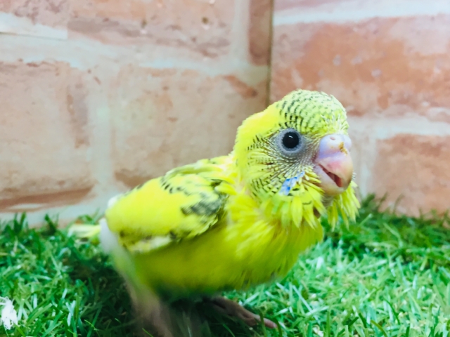 黄ハルクインカラーのセキセイちゃんがやってきましたよ～💛💛💛💛　セキセイインコ