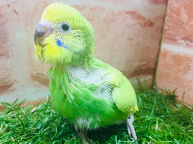 💚💚グリーンスパングルカラーのセキセイちゃんがやってきましたよ～💚💚　セキセイインコ