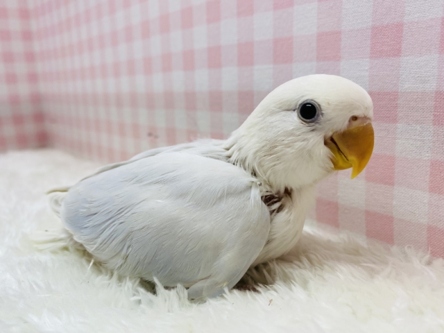 見るたび惹かれる💜淡くてｶﾜｲｲ🤍🫧コザクラインコ