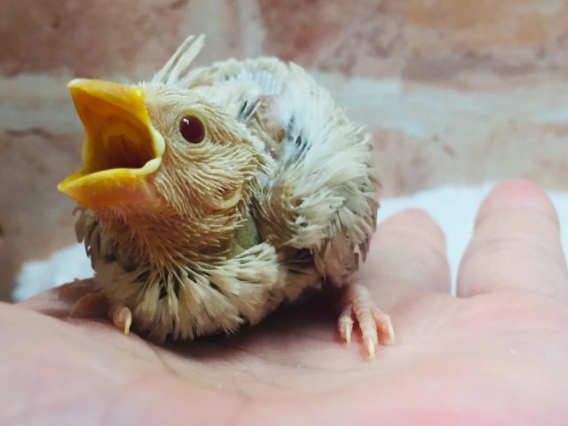 大人気🌟🌟🌟シナモン文鳥さんがやってきましたよ～🎵