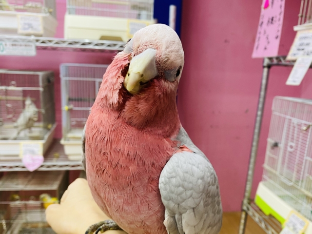 最新画像有ります‼️甘え上手なキューティーガール🍑モモイロインコのモモちゃん❣️