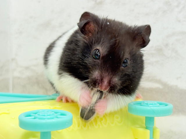 活発‪☆食欲旺盛‪☆カラーハムスター(男の子)