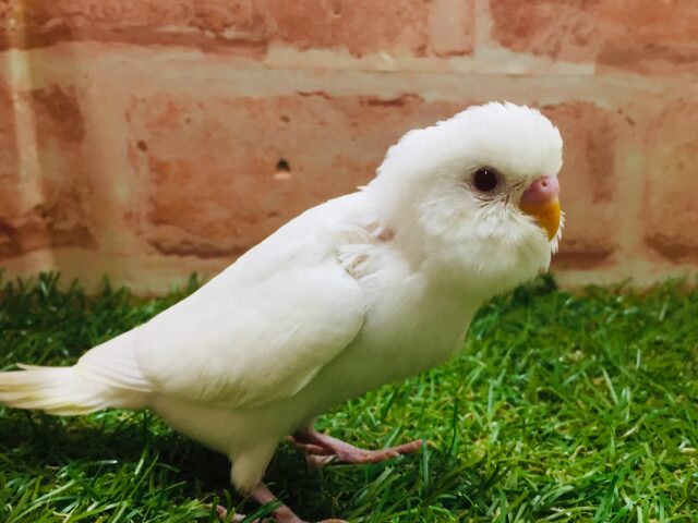大人気カラー✨✨✨　アルビノセキセイちゃんがやってきましたよ～🎵🎵　セキセイインコ