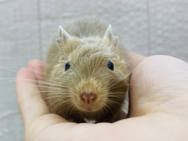 コロンと天使ちゃん🧡サンドカラーのデグー男の子⭐️