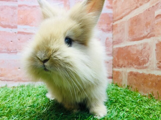 モッフモフの可愛いウサちゃんがやってきましたよ～💗💗💗　ライオンラビット（オレンジ）